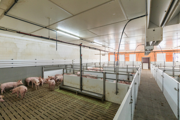 Schweinestall in Sendenhorst