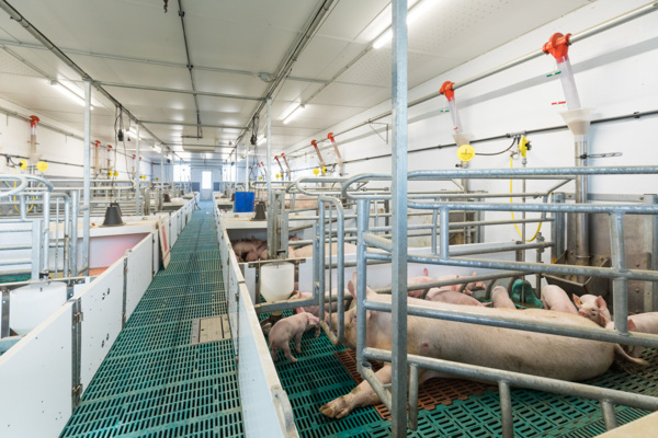 Schweinestall in Sendenhorst