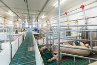 Schweinestall in Sendenhorst