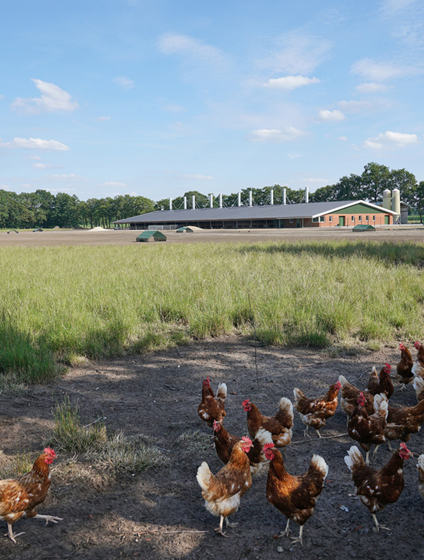 Legehennenstall Lönink Nordhorn