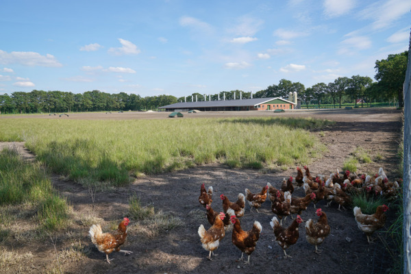 Legehennenstall Lönink Nordhorn