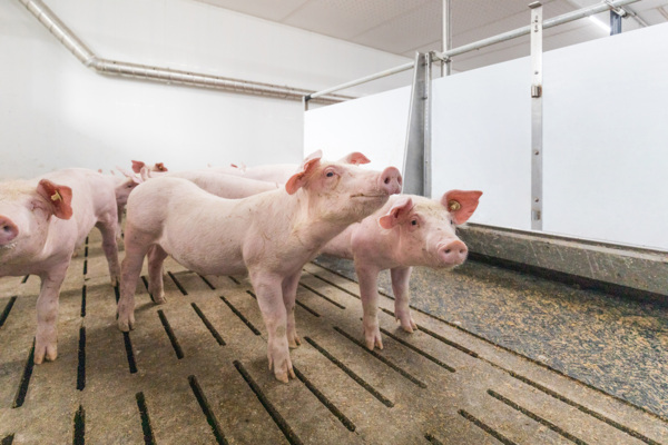 Schweinestall in Hamm