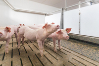 Schweinestall in Hamm