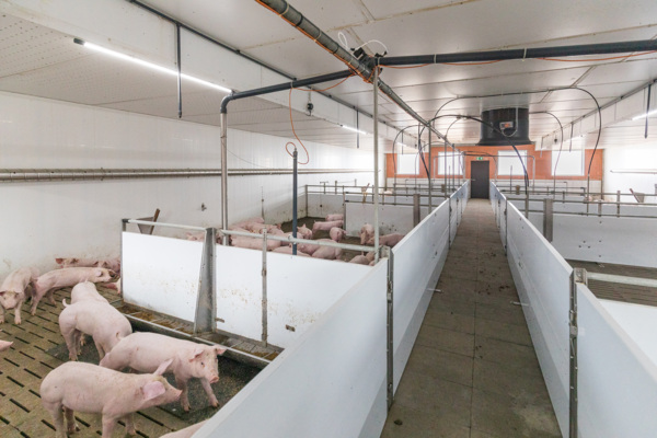 Schweinestall in Hamm
